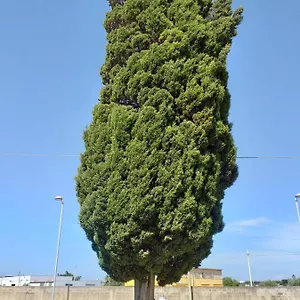  Bed & Breakfast L'albero